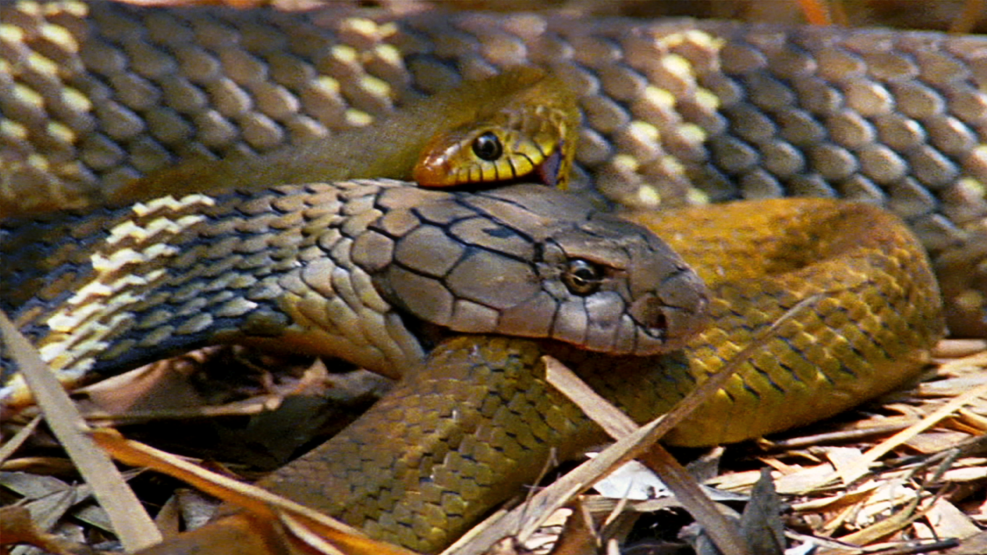 Plain Bellied Watersnake - HD Wallpaper 