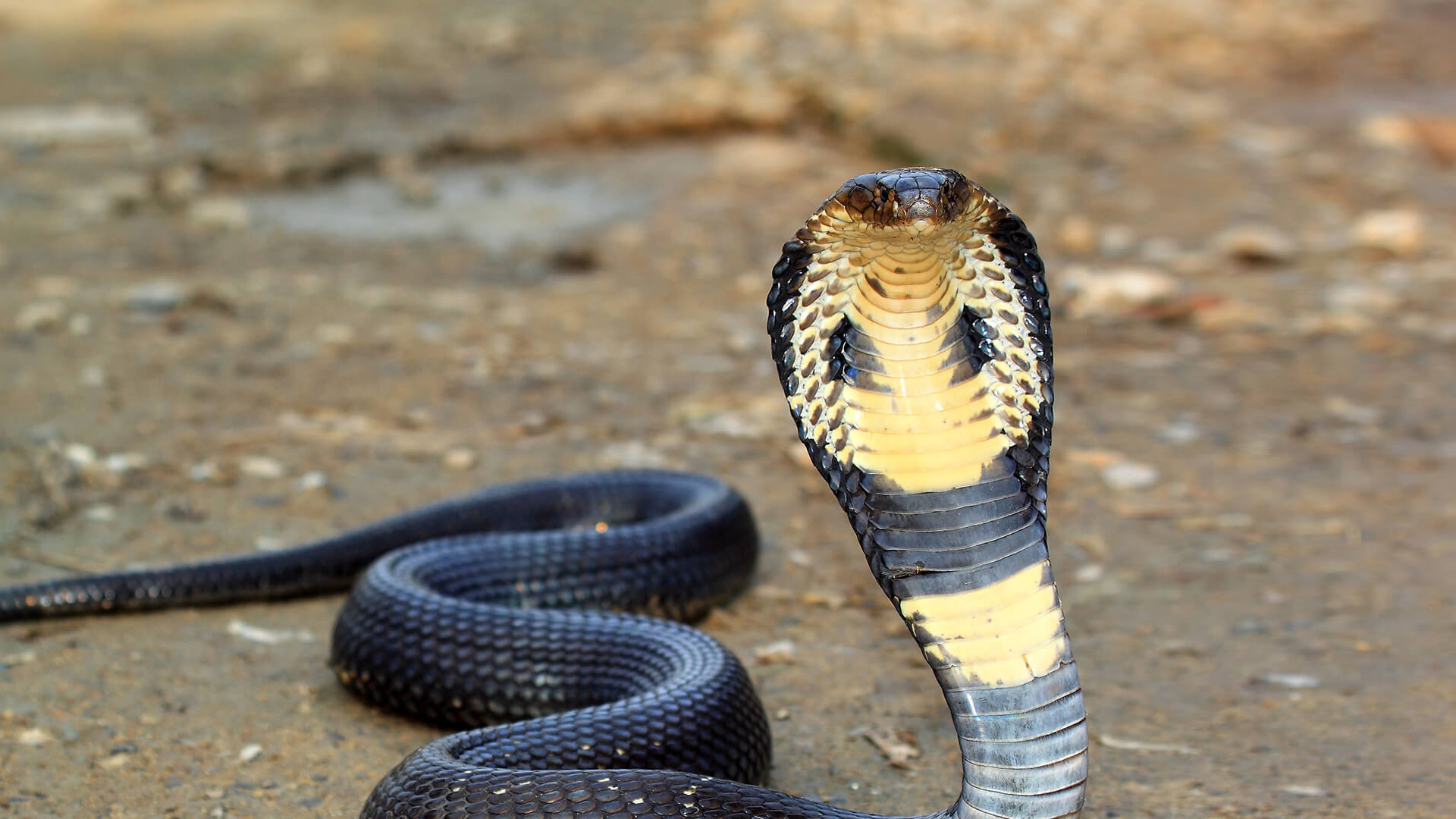 King Cobra With Head Upright On Brown Dirt Ground 
 - King Cobra - HD Wallpaper 