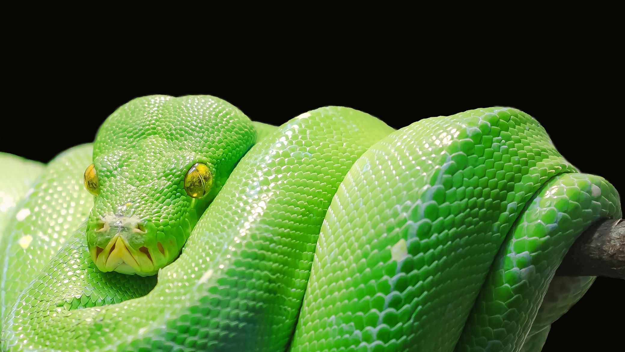 Green Python Snake Wallpaper - Green Tree Python Hd - HD Wallpaper 