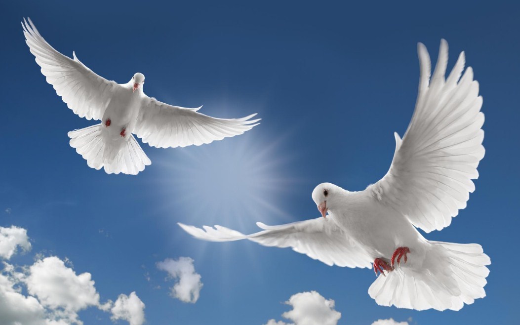 Download 80 Foto Gambar Burung Bergerak Terbaru Gratis - White Doves Flying In The Sky - HD Wallpaper 