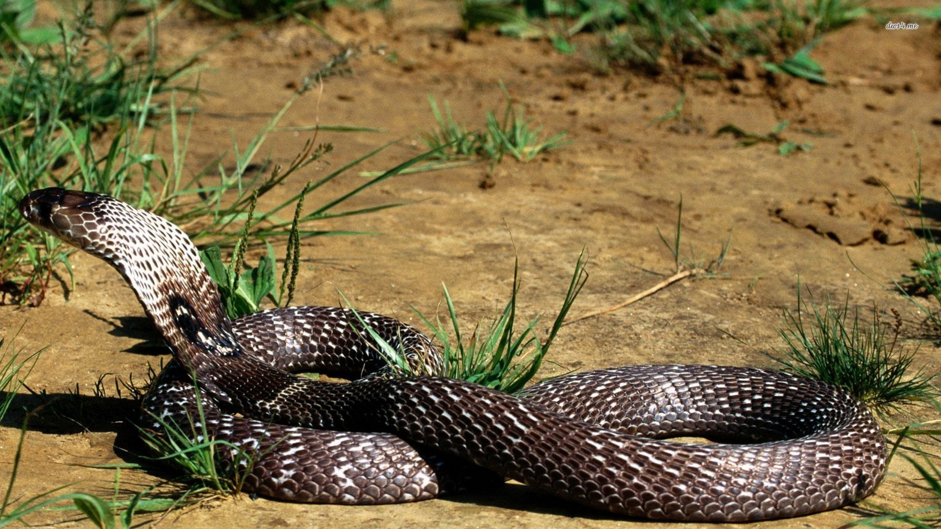 Desktop Venomous Snake Wallpaper 
 Data Src Indian - Snake Photos Full Hd - HD Wallpaper 