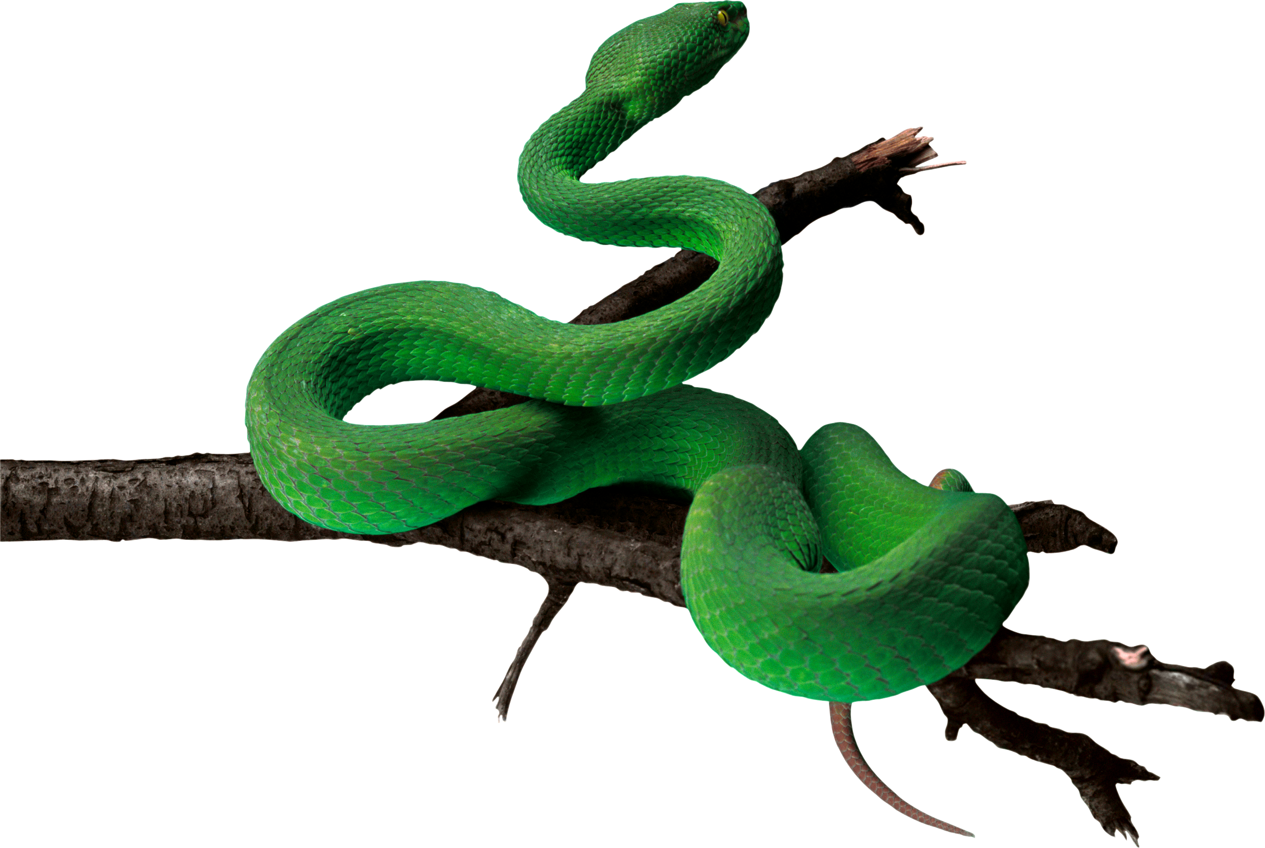 Green Snake Png Image - Green Snake Png Hd - HD Wallpaper 