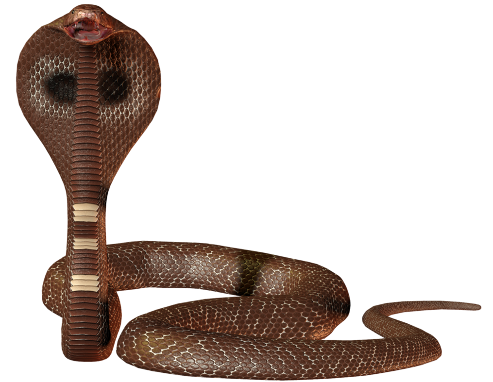Cobra Png - Portable Network Graphics - HD Wallpaper 