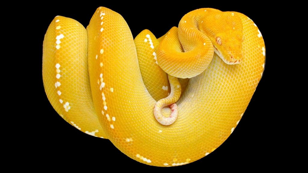 Pics Of A Python Snake Wallpaper - Yellow Snake - HD Wallpaper 