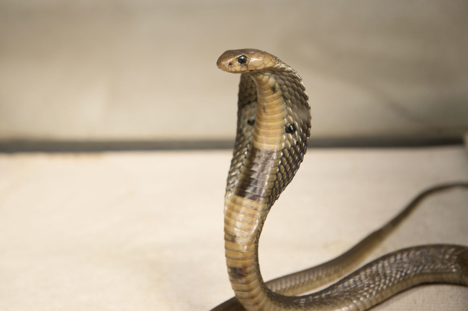 Indiancobrafound - Indian Cobra - HD Wallpaper 