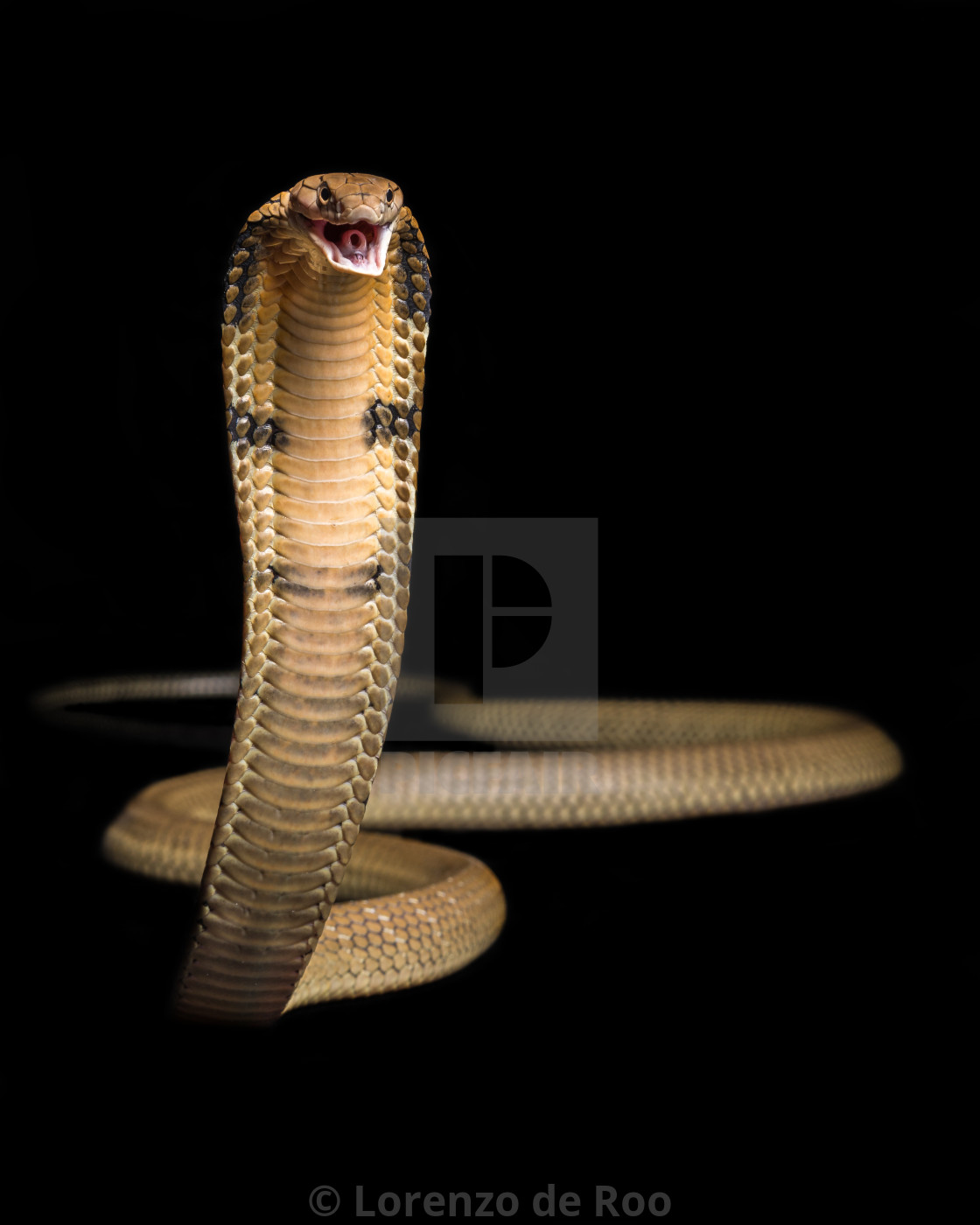 King Cobra - Ophiophagus Hannah - HD Wallpaper 