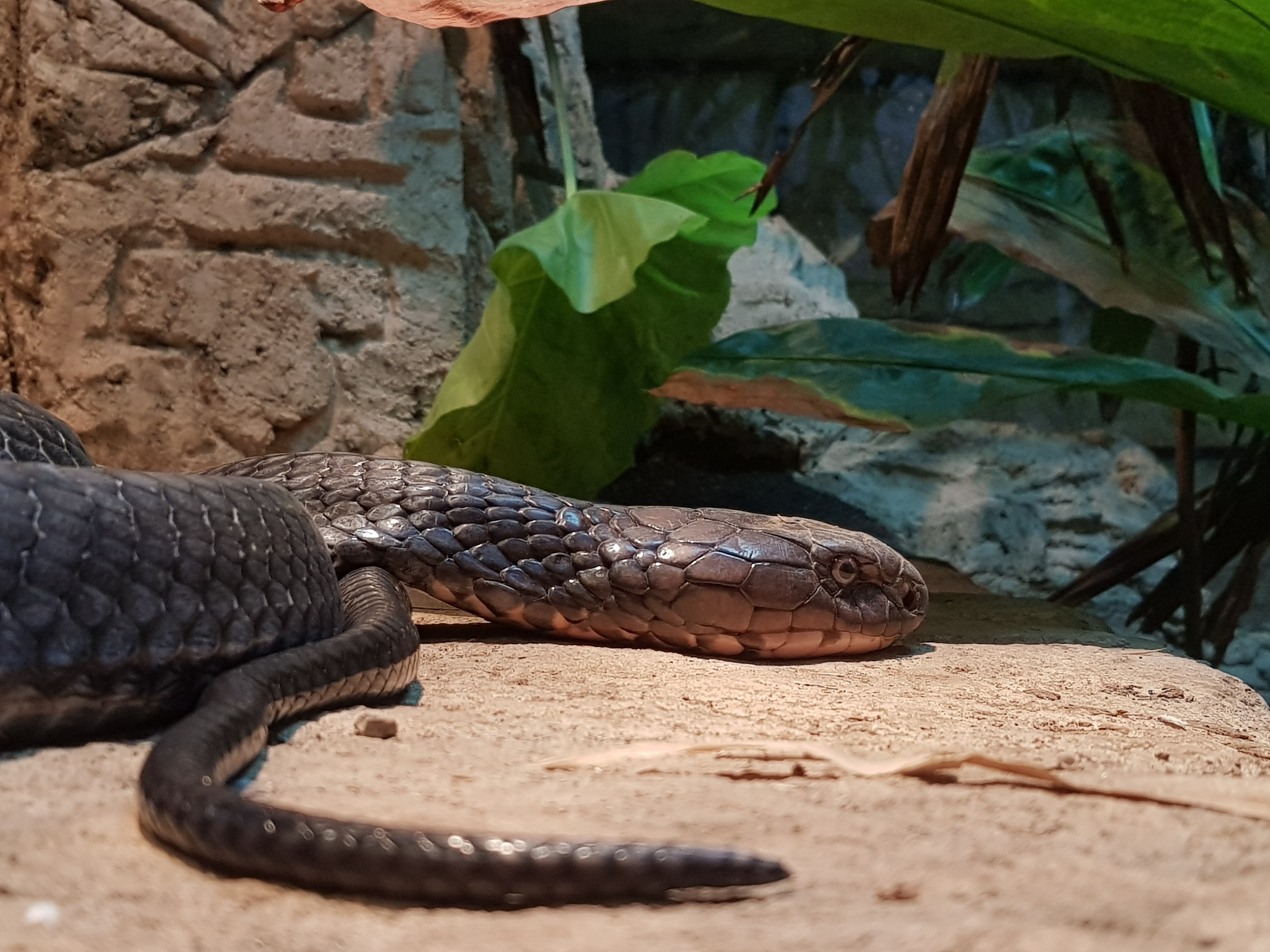 Lizard - HD Wallpaper 