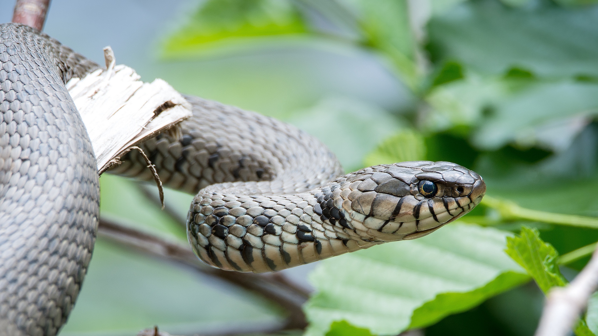 Wallpaper Snake, Reptile, Head, Eyes - Ophidiomyces Ophidiodiicola - HD Wallpaper 