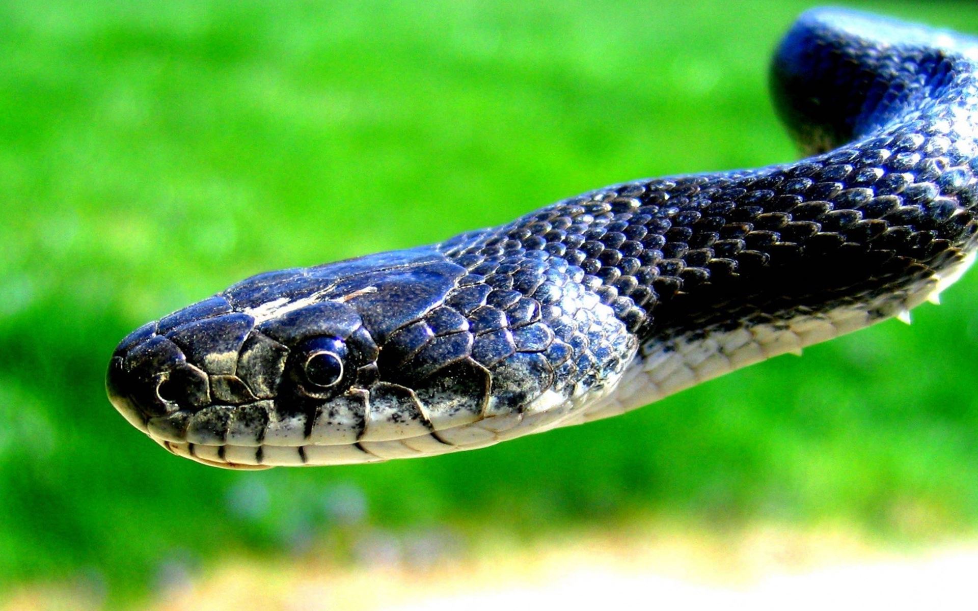 Snake Animated Gif Transparent - HD Wallpaper 