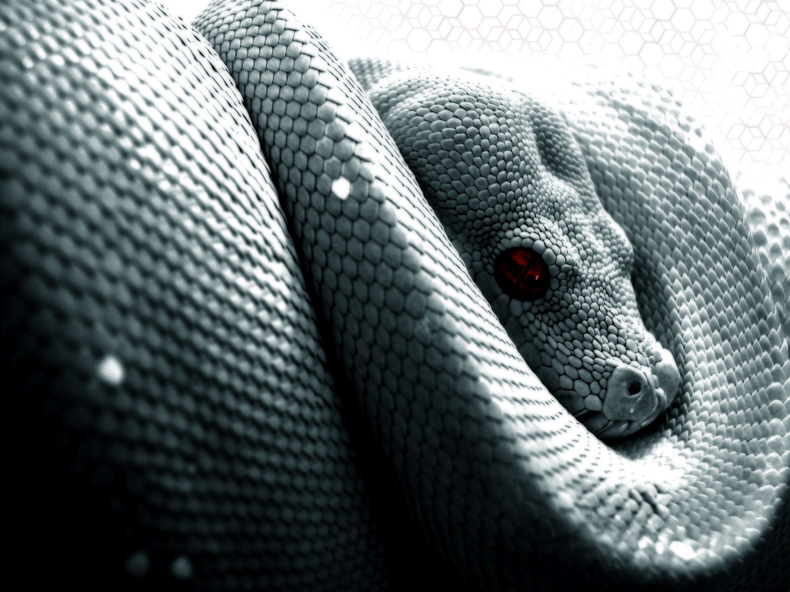 Python Snake Wallpaper Hd - HD Wallpaper 