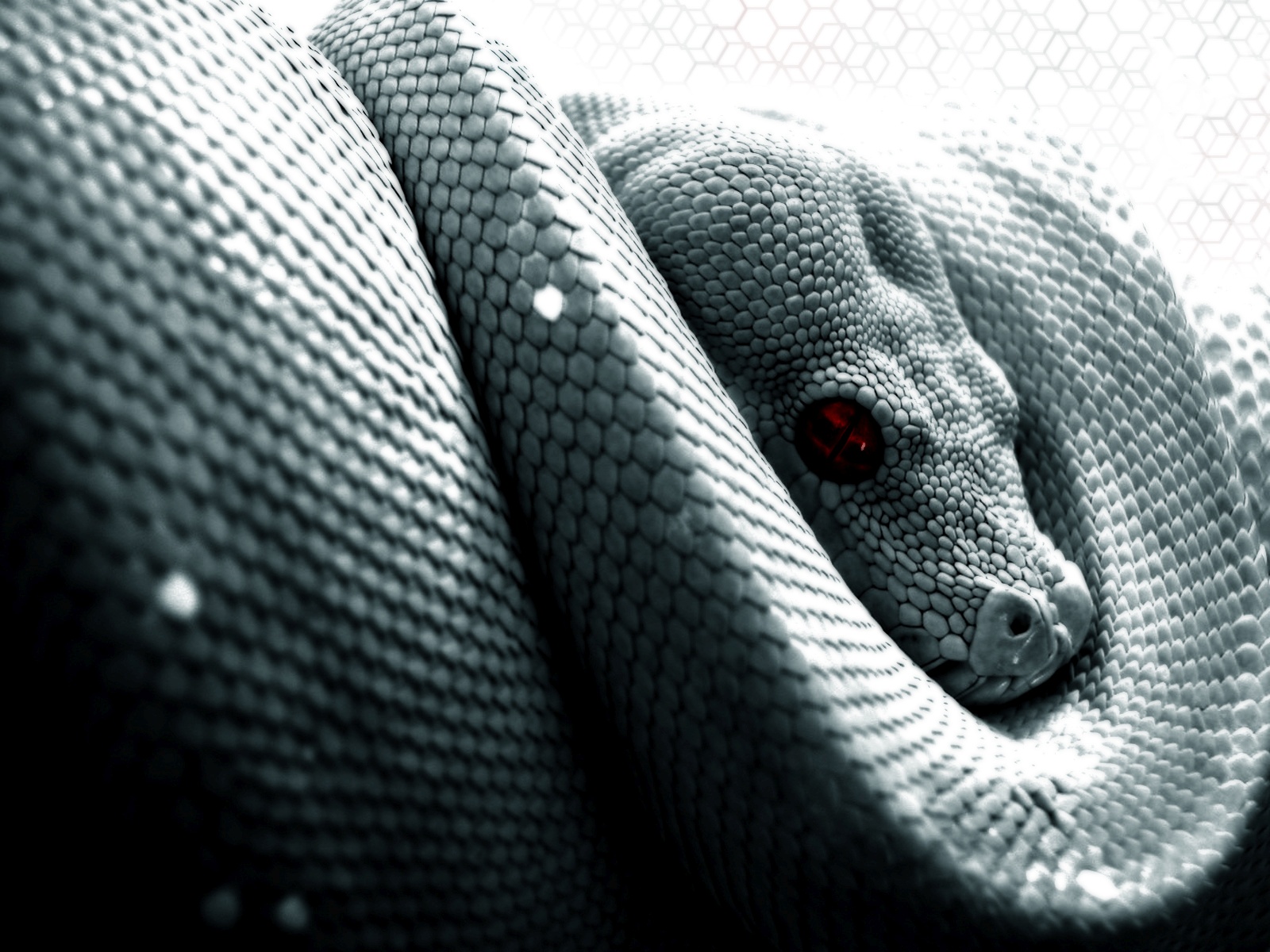 Python Snake Wallpaper Hd - 1600x1200 Wallpaper - teahub.io