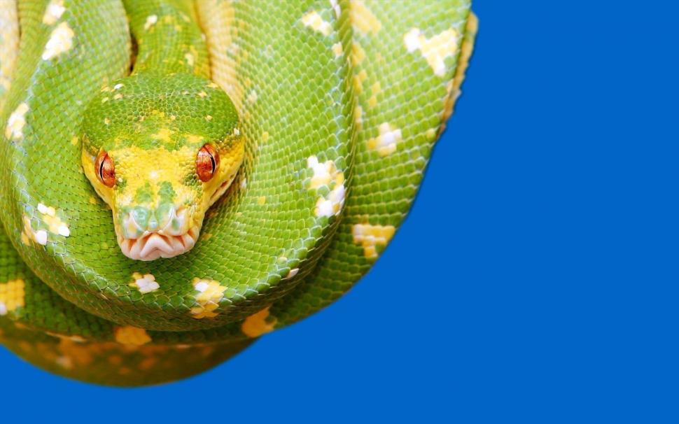 *** Green Snake *** Wallpaper,yellow Hd Wallpaper,green - Green Tree Python - HD Wallpaper 