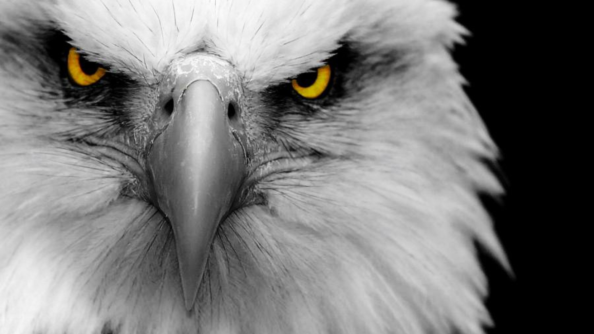 Eagle - Powerful Eagle - HD Wallpaper 