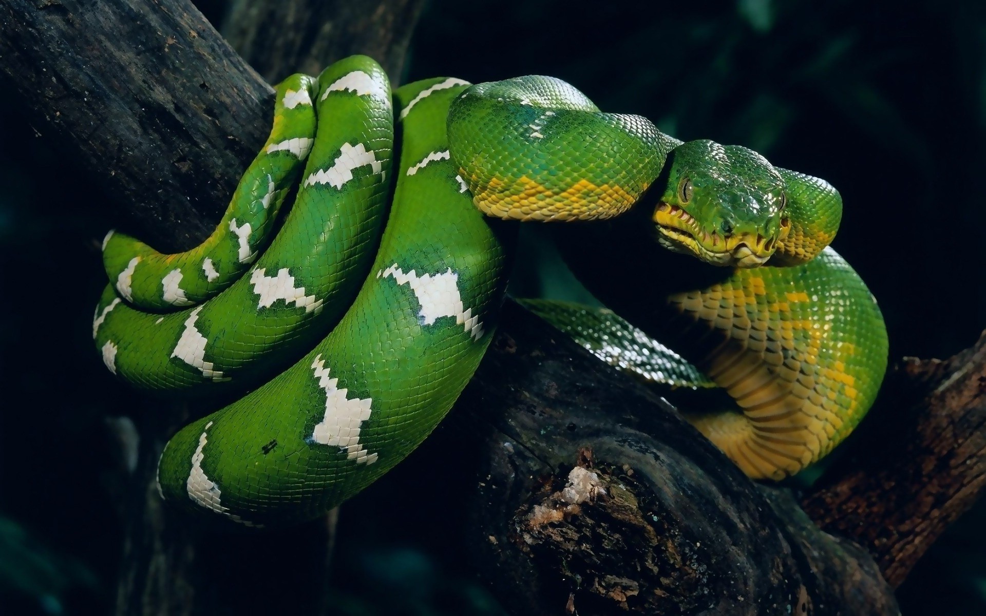 Black Snake Wallpapers » Download Wallpaper - High Wallpaper Snakes - 1920x1200 Wallpaper Black Snake Wallpapers » Download Wallpaper - High Wallpaper Snakes - 1920x1200 Wallpaper