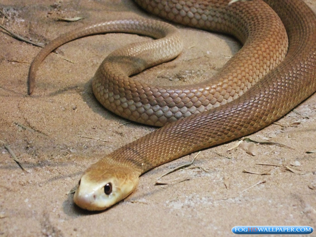 Inland Taipan Snakes Pictures - Taipan - HD Wallpaper 
