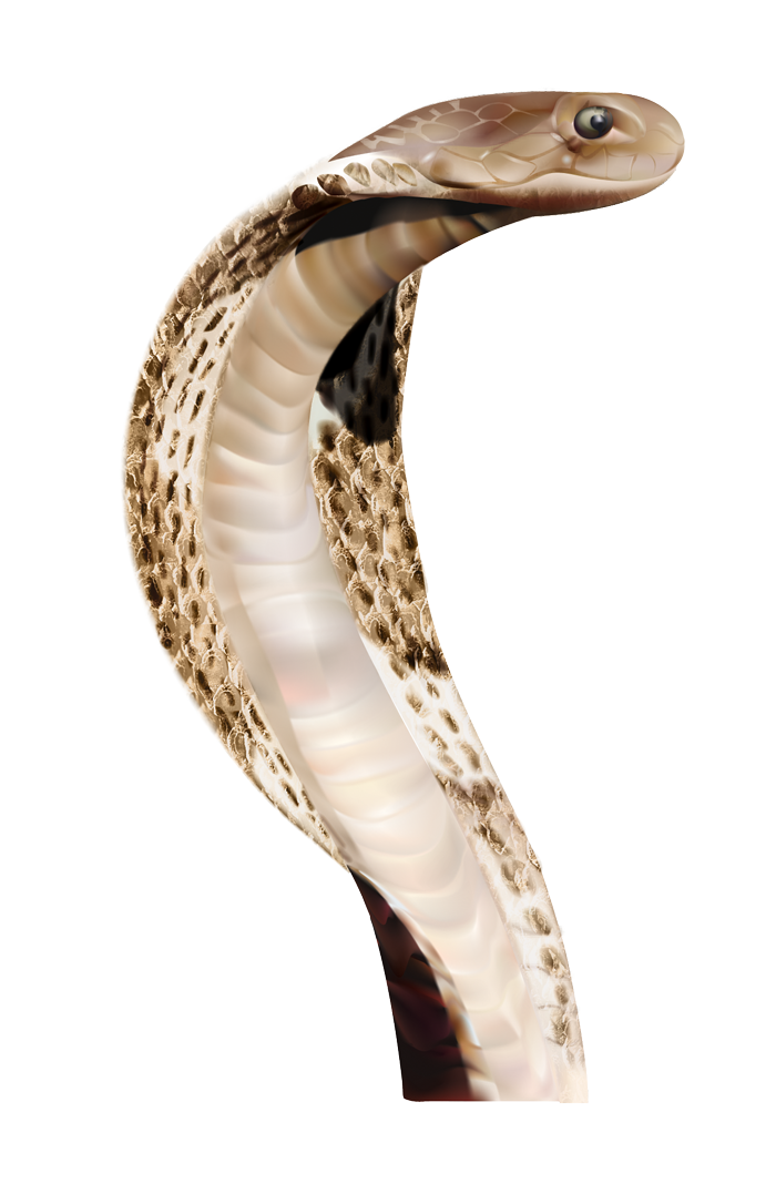 Cobra Png - Cobra Snake Png - HD Wallpaper 