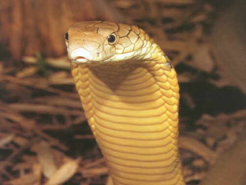 Yellow King Cobra Snake - HD Wallpaper 