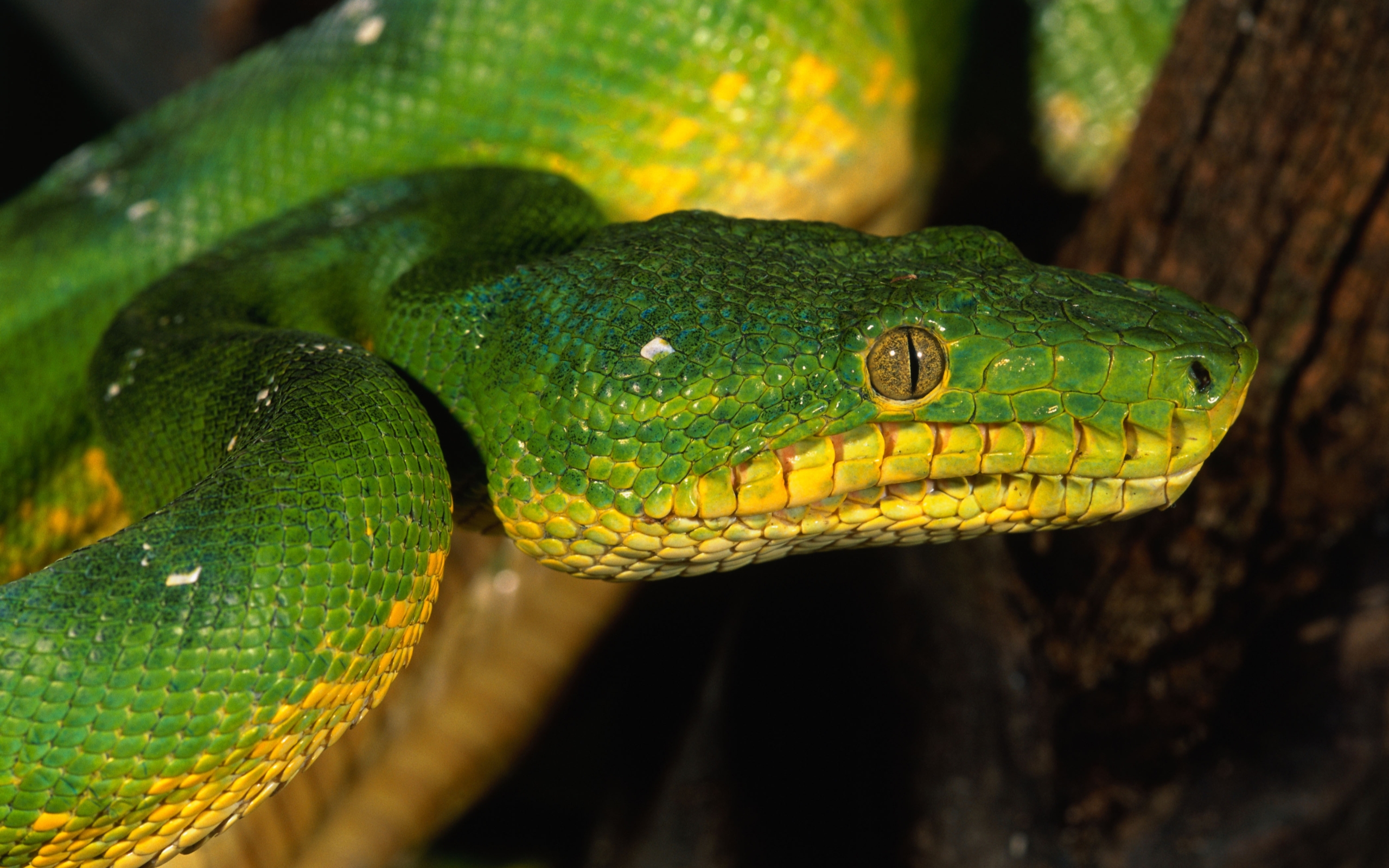 Green And Yellow Viper - HD Wallpaper 