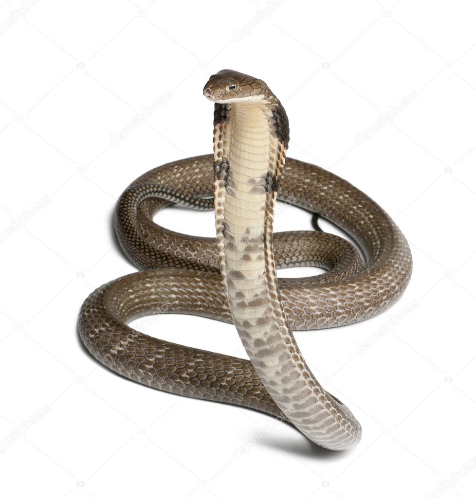 King Cobra White Background - HD Wallpaper 