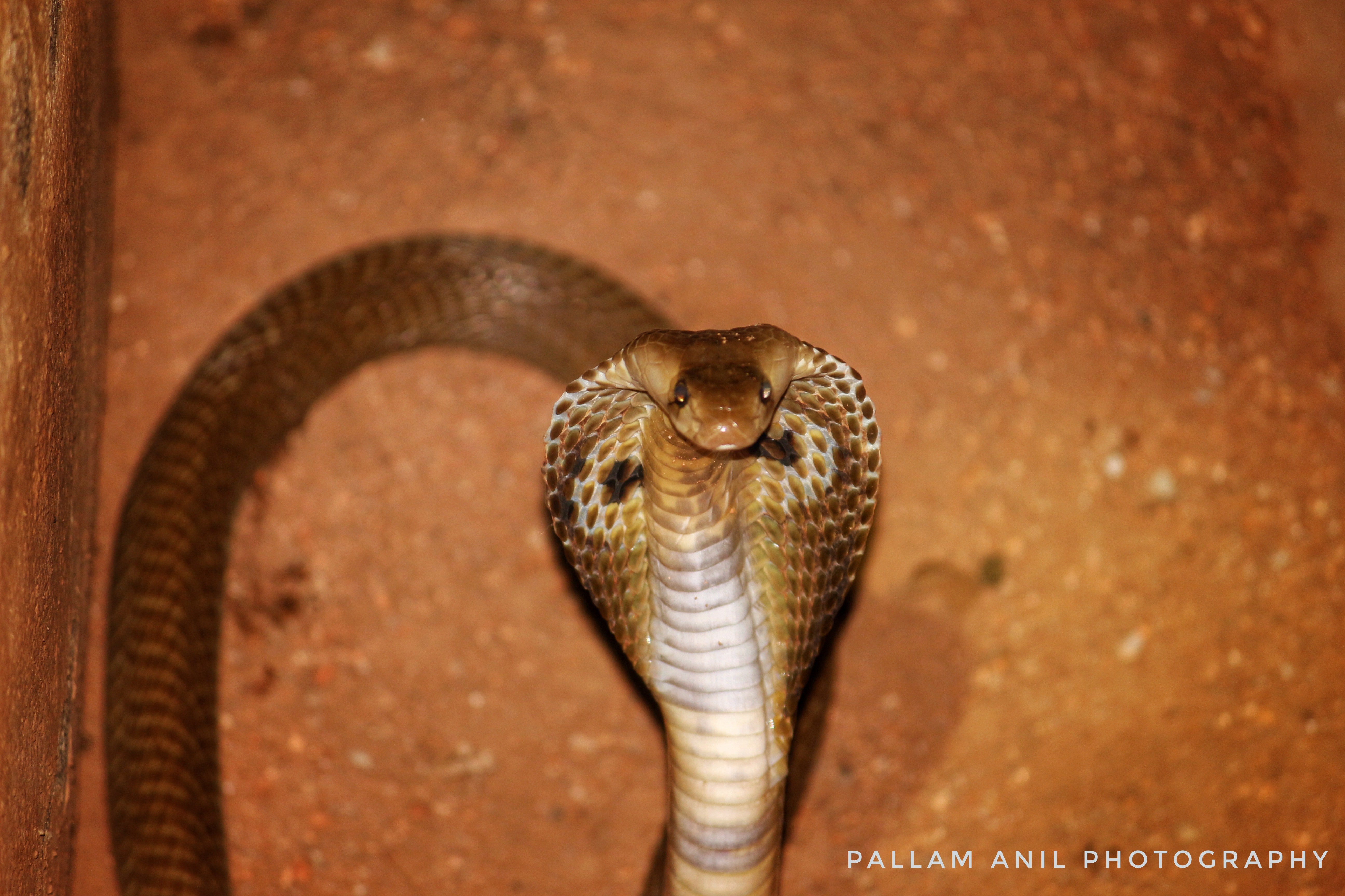 Indian Cobra - HD Wallpaper 