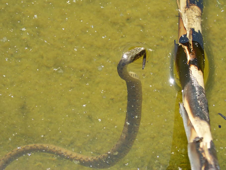 Snake Hd Wallpapers 1080p - HD Wallpaper 