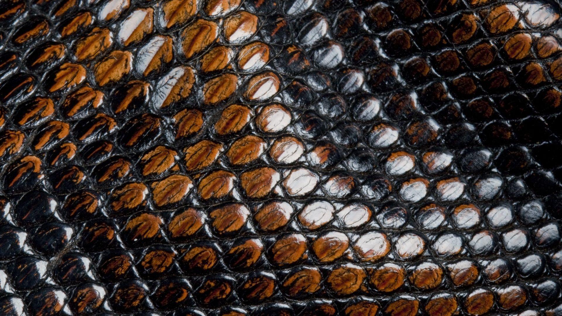 Snake Skin - HD Wallpaper 