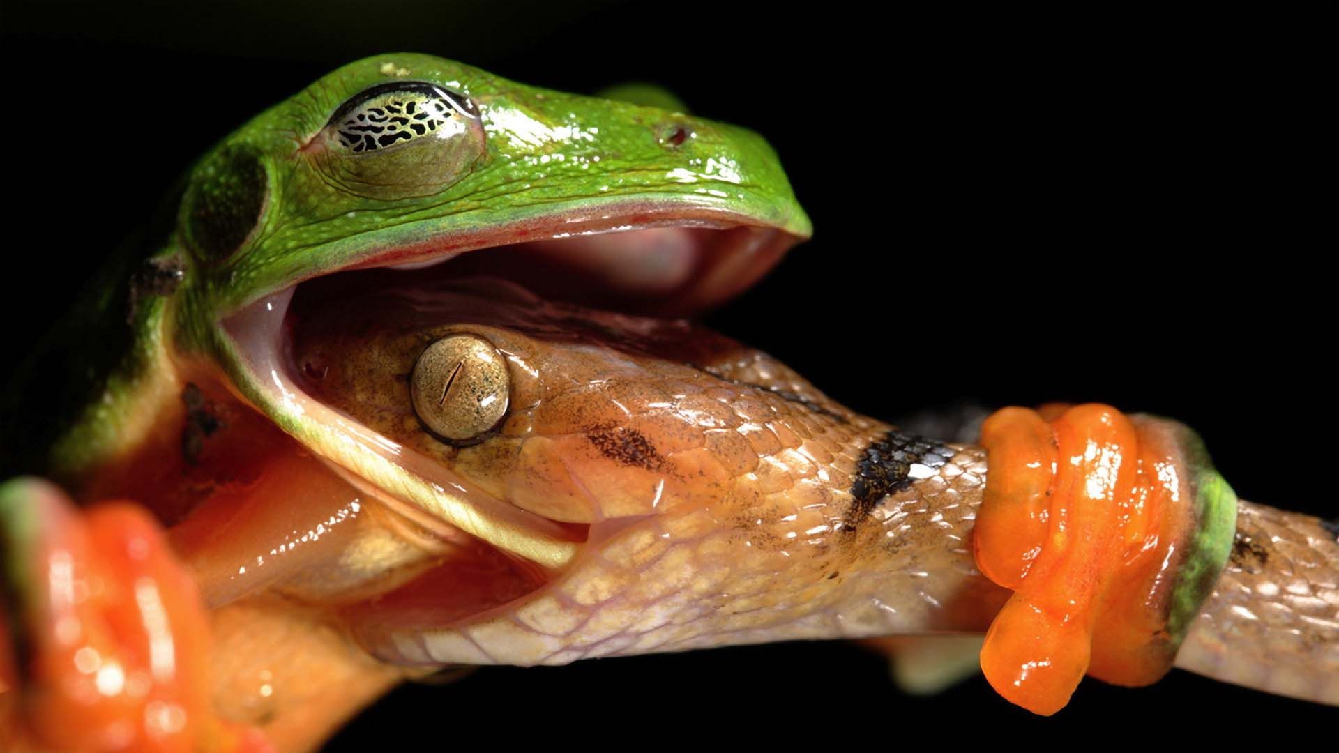 Frog And Snake Wallpaper - Frog Snake - HD Wallpaper 