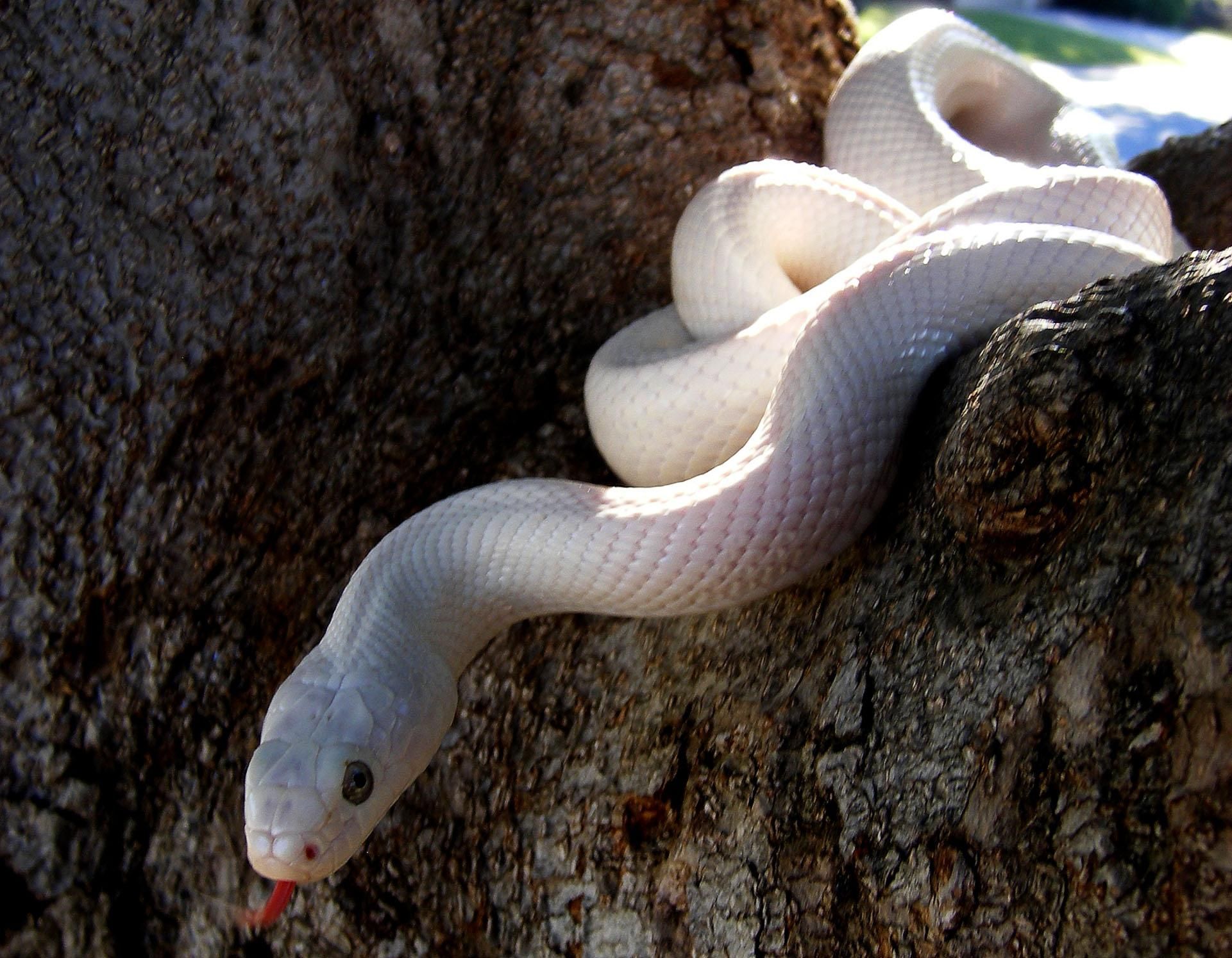 White Snake Images Hd - HD Wallpaper 