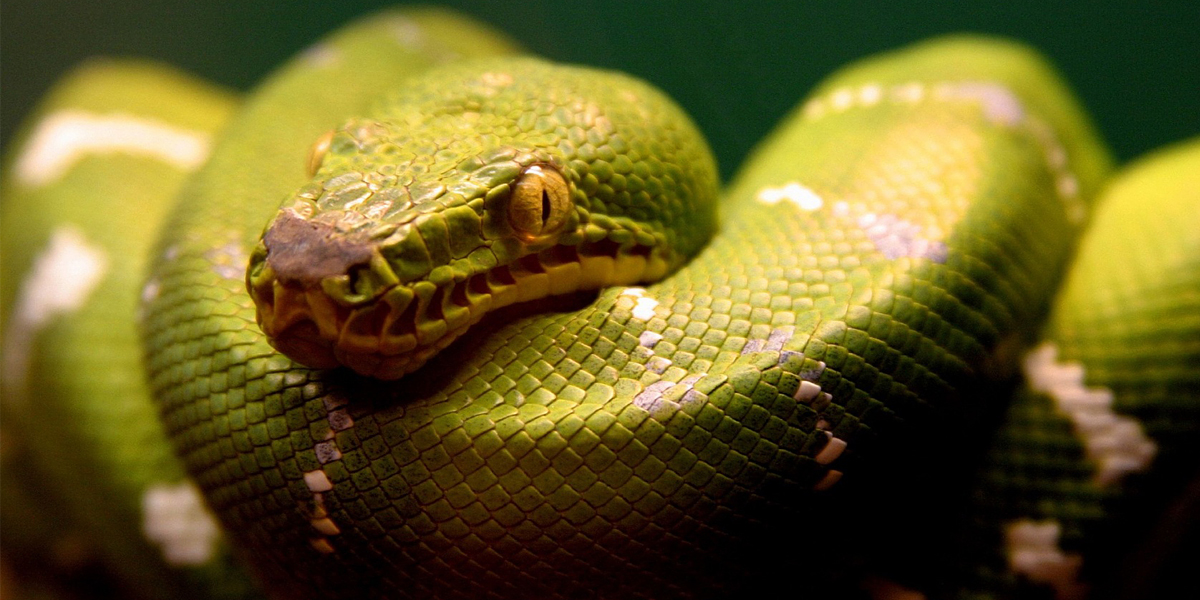Green Snake - HD Wallpaper 