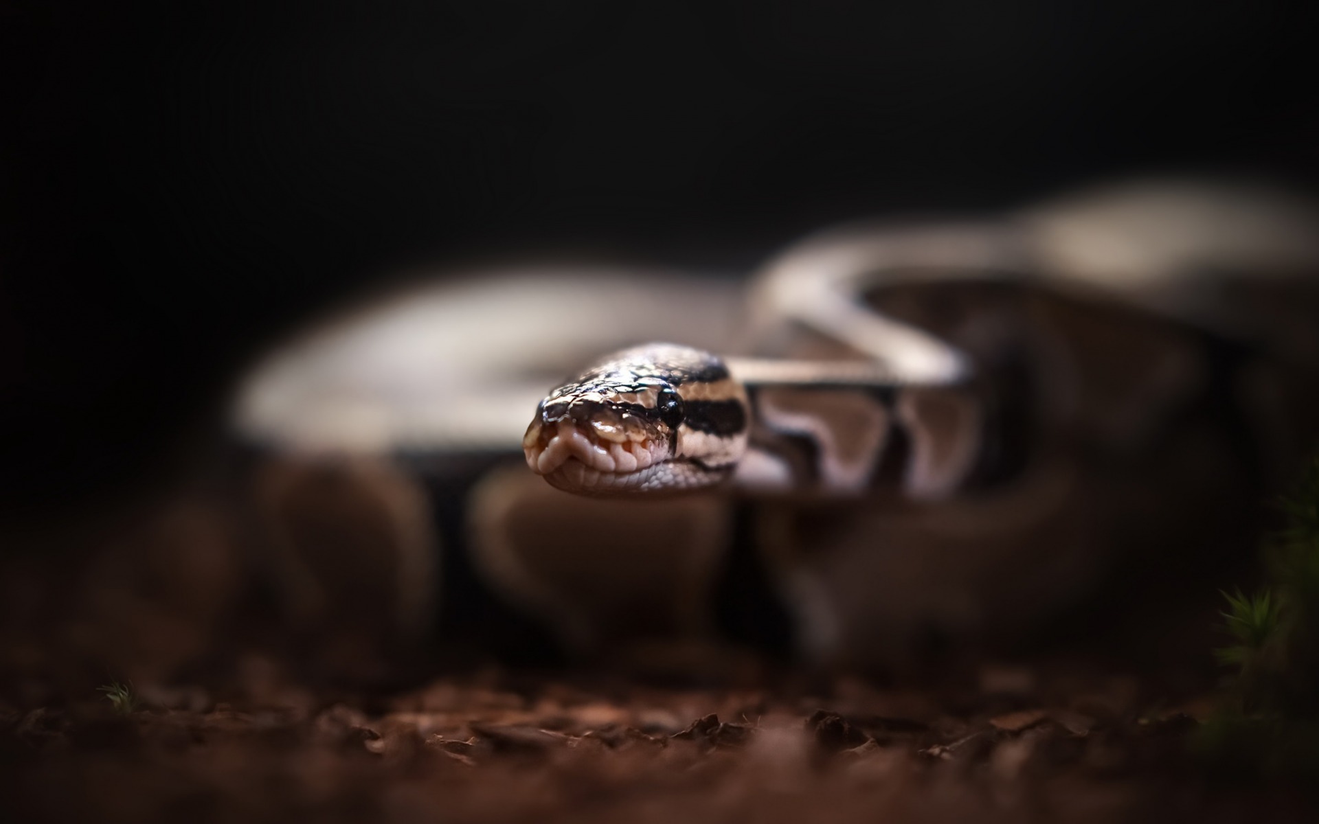 Snake Rattles, Macro, Blur, Dangerous Animals, Snake, - Papel De Parede Cobra - HD Wallpaper 
