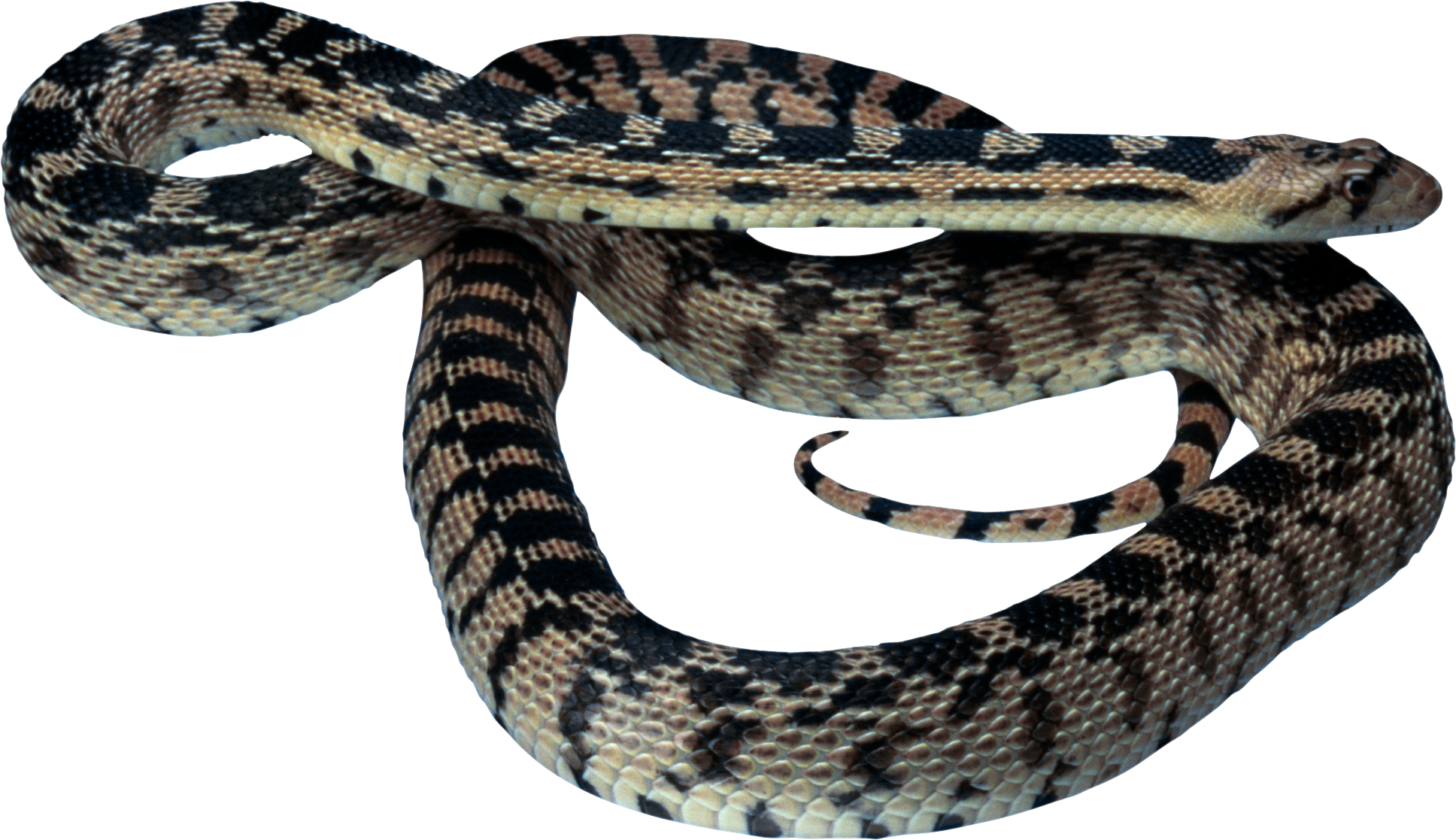 Snake Png Image Picture Download Free - Free Image Snake - HD Wallpaper 