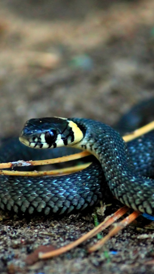 Curious Snake Iphone Wallpaper - Curious Snake - HD Wallpaper 