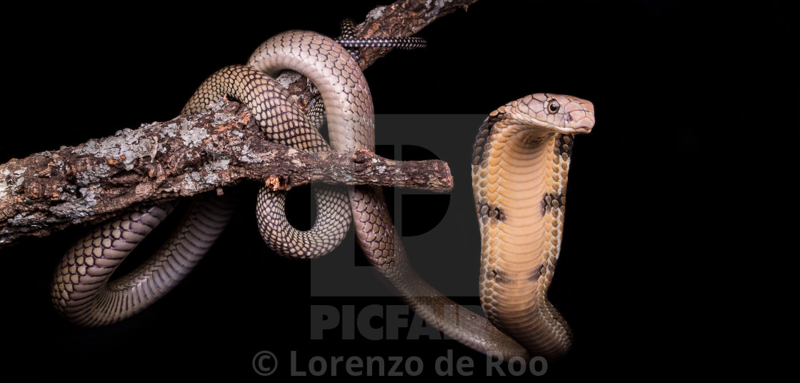 King Cobra - HD Wallpaper 