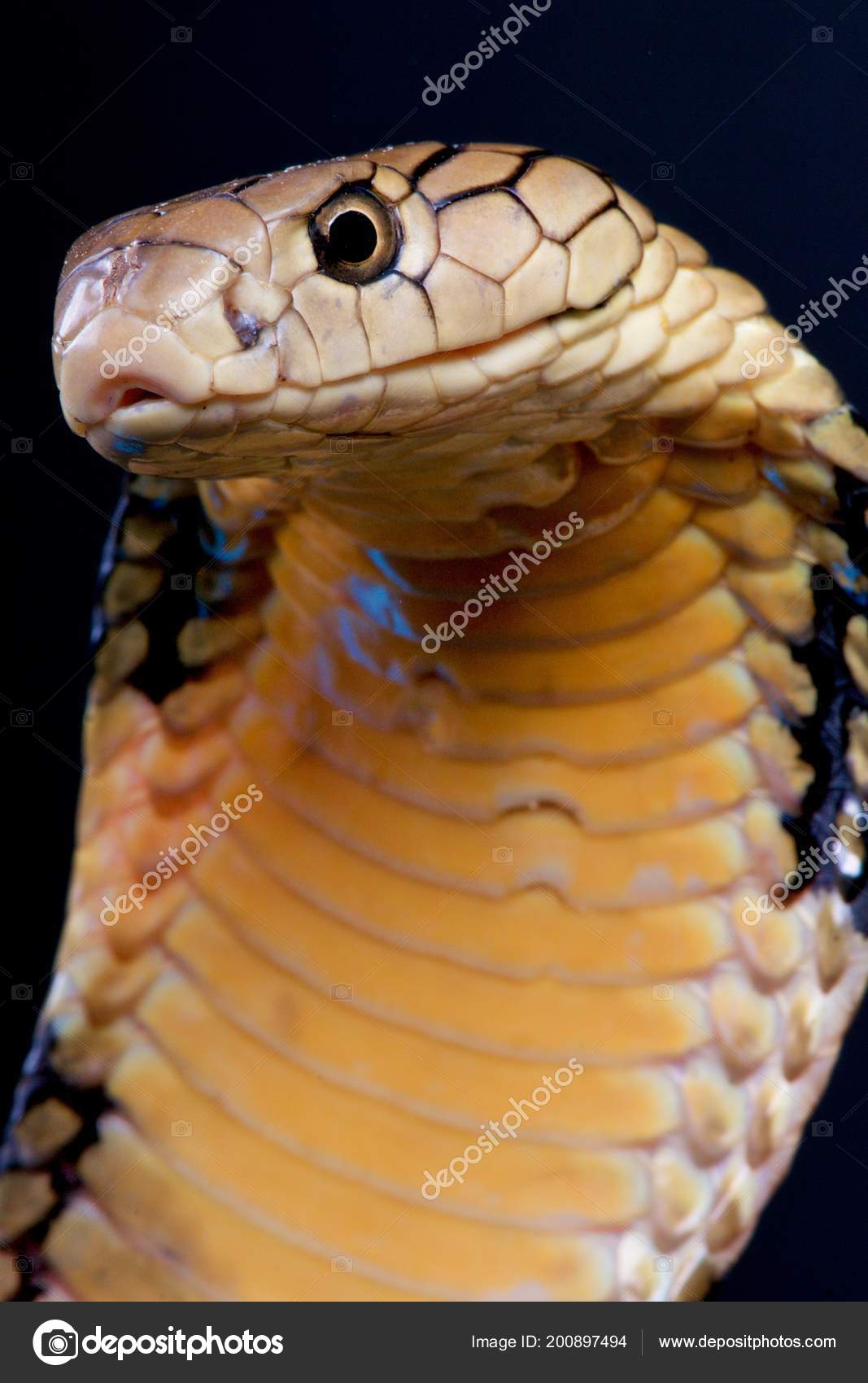 Ophiophagus Hannah - HD Wallpaper 