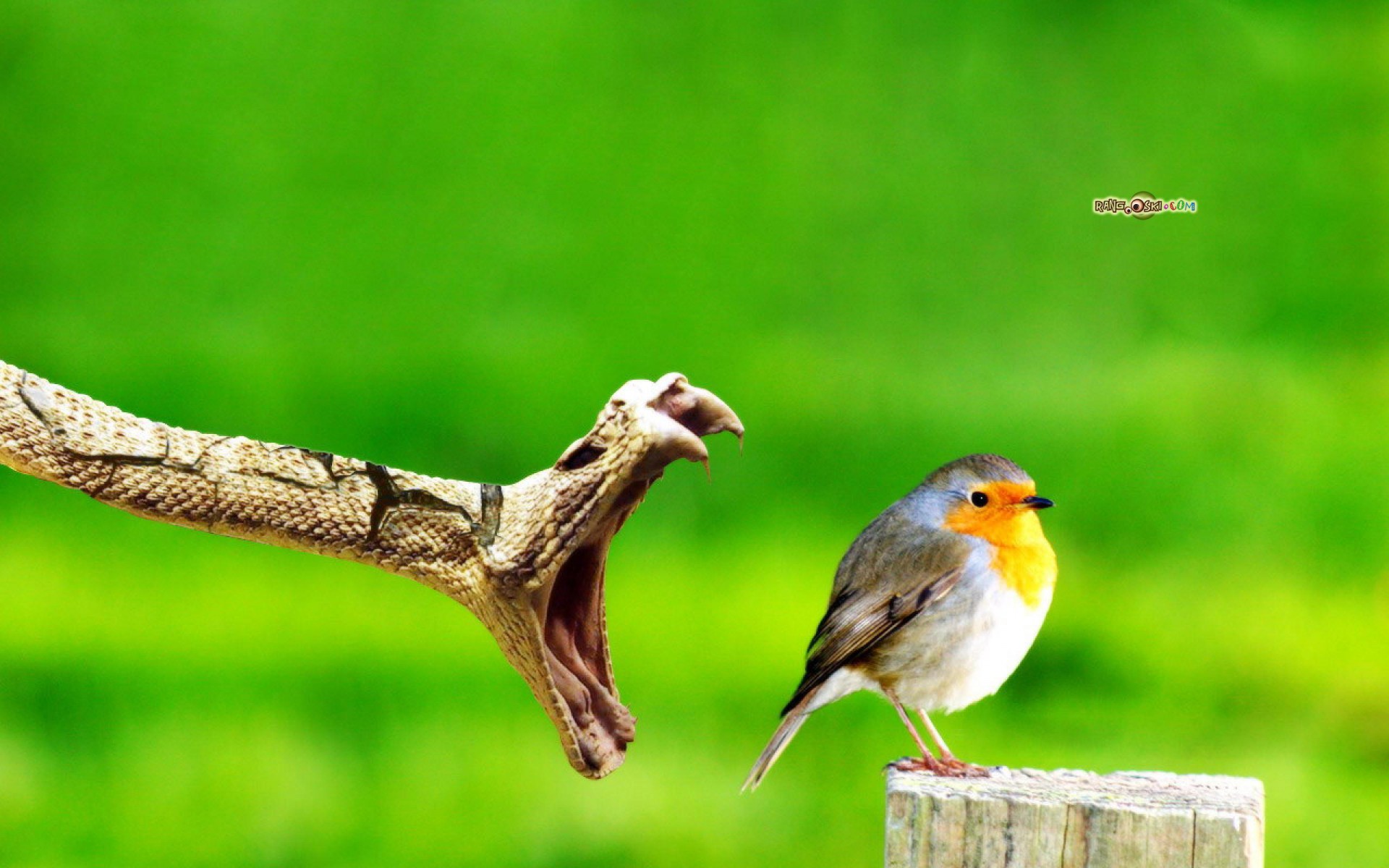 National Geographic Most Amazing - HD Wallpaper 