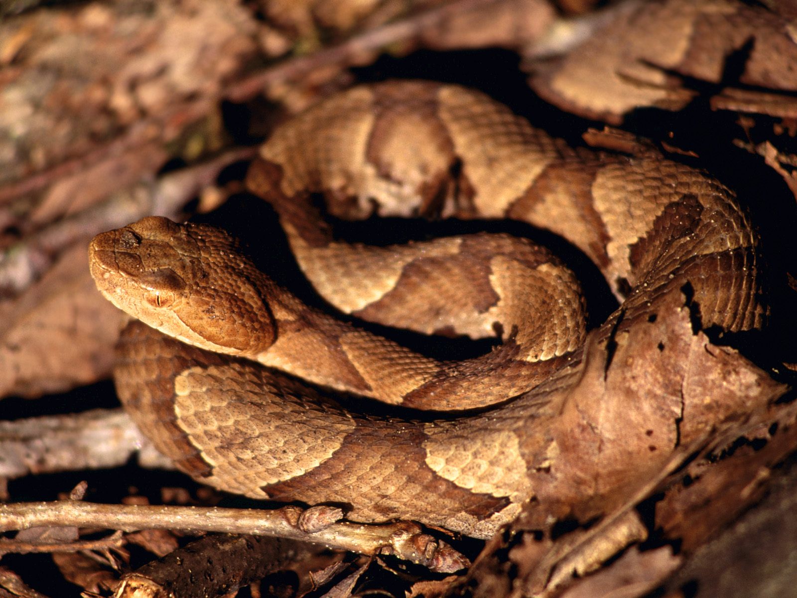 Camo Copperhead Snake - HD Wallpaper 