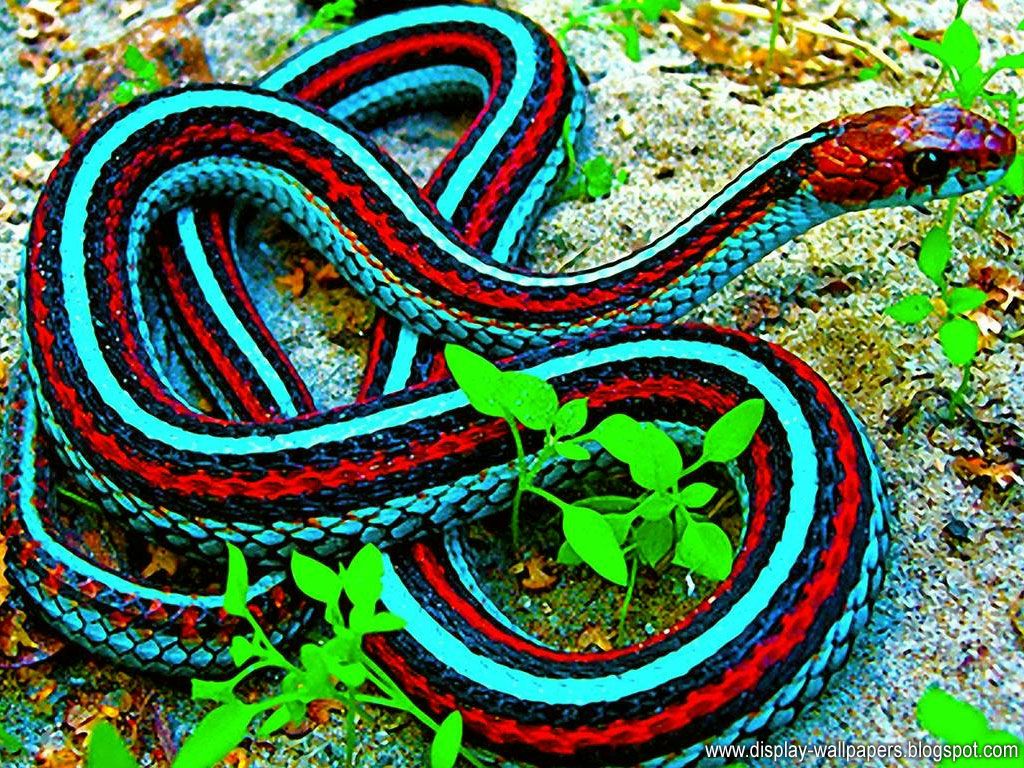 King Cobra Scary Snake - 1024x768 Wallpaper King Cobra Scary Snake - 1024x768 Wallpaper