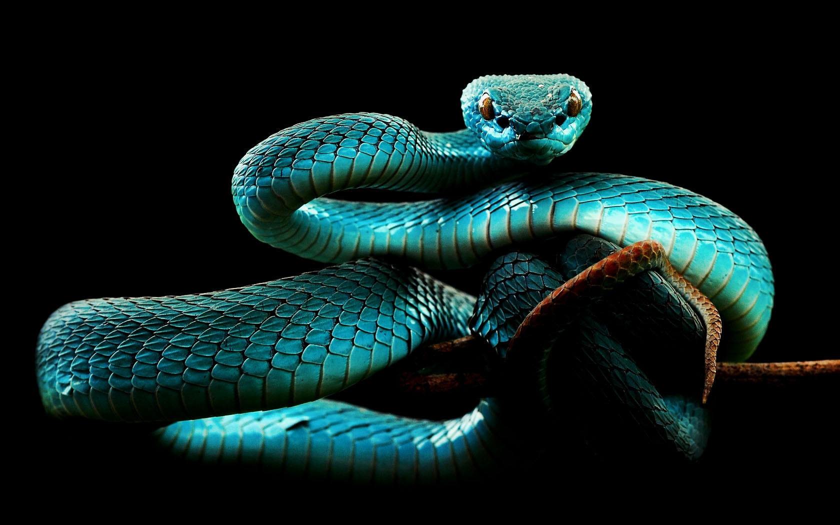 Snake Wallpaper Download - HD Wallpaper 