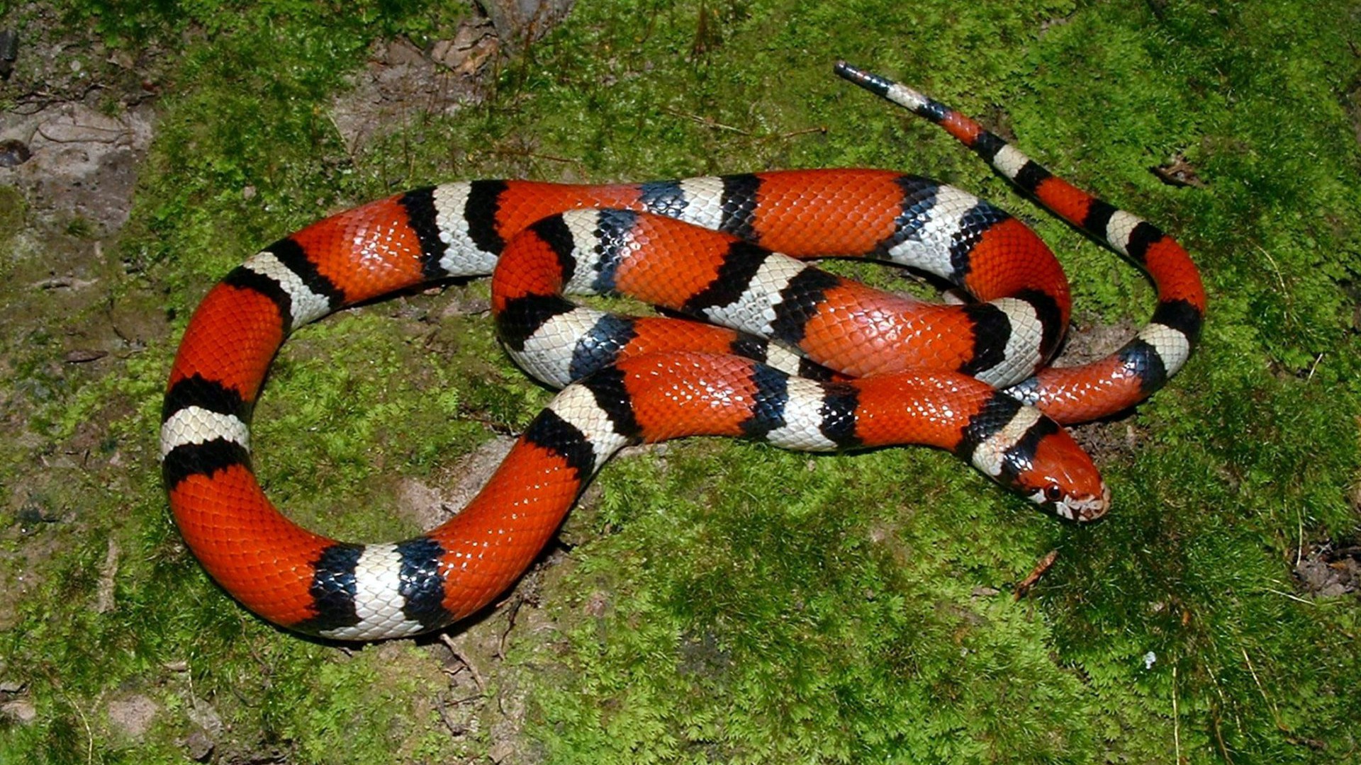 Wild Animal Copperhead Snake Wallpaper - Snake - HD Wallpaper 
