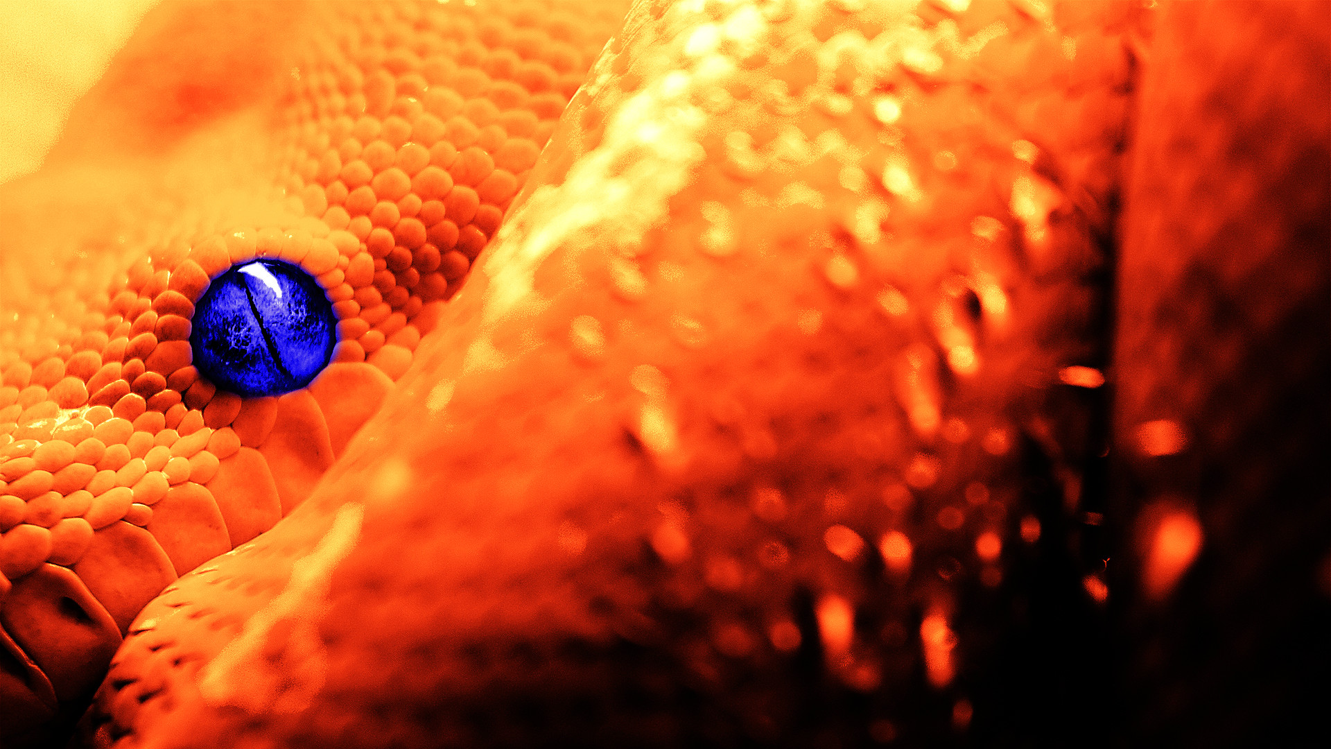 World Best Dangerous Snake Hd Wallpapers Hd Wallpapers - Snake Desktop Backgrounds - HD Wallpaper 