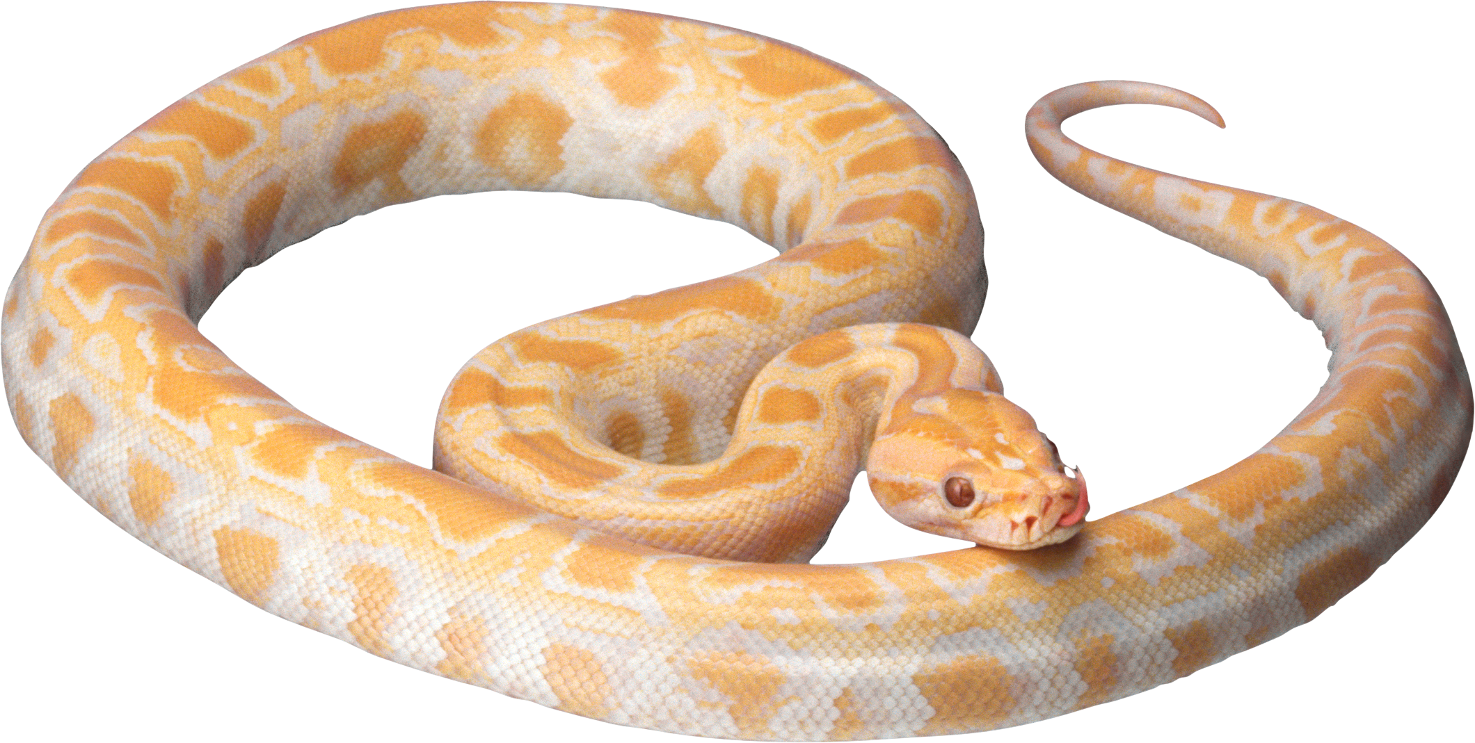 White Snake Png Image Picture Download Free - Transparent Snake - HD Wallpaper 