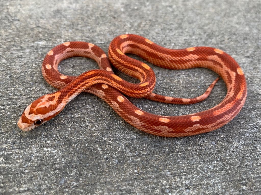 Common Garter Snake - HD Wallpaper 