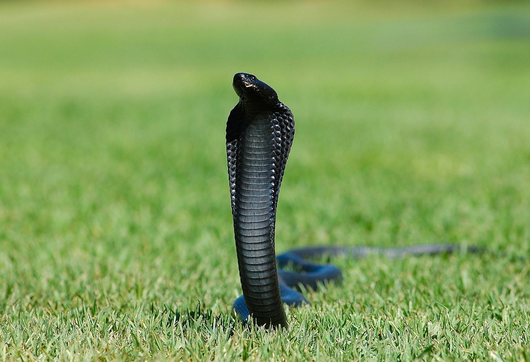 Black King Cobra Snake - HD Wallpaper 