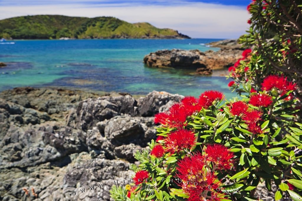 New Zealand Christmas Tree Pohutukawa Trees Maitai - North Island New Zealand Trees - HD Wallpaper 