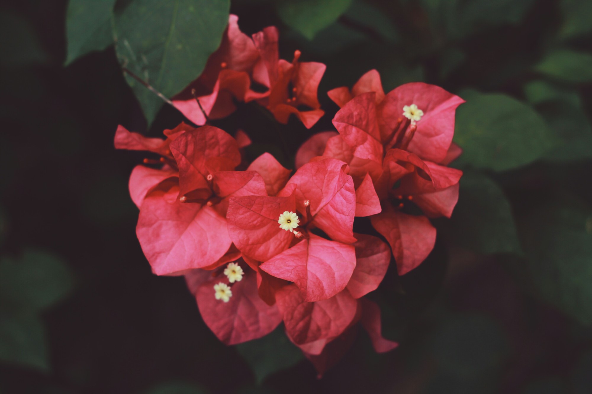 Bougainvillea - HD Wallpaper 