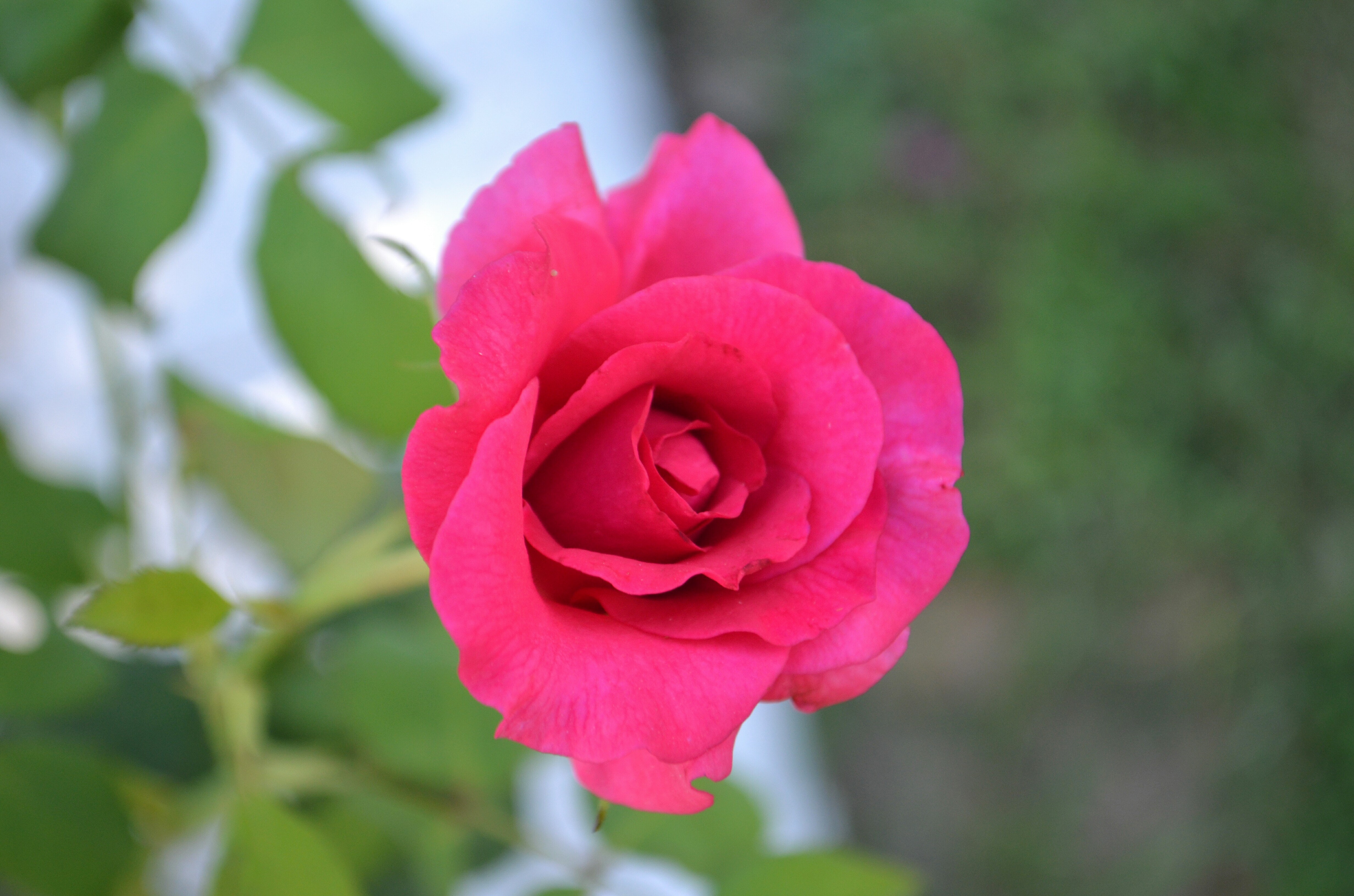 Garden Roses - HD Wallpaper 