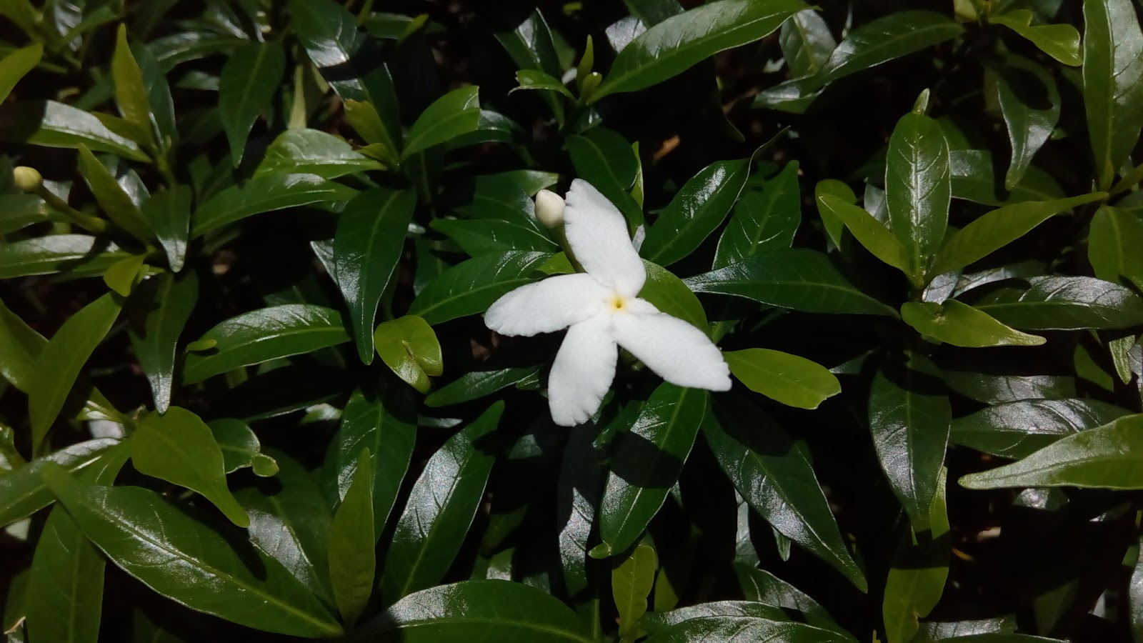 Lenovo Vibe P1m Sample Camera Images - Frangipani - HD Wallpaper 
