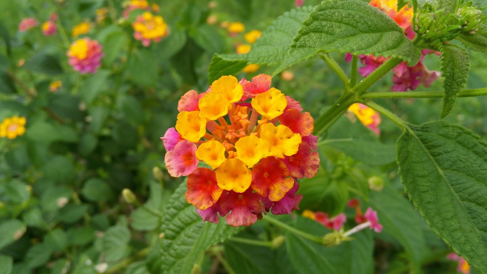 Lenovo Vibe P1m Wallpaper - Lantana Camara - HD Wallpaper 
