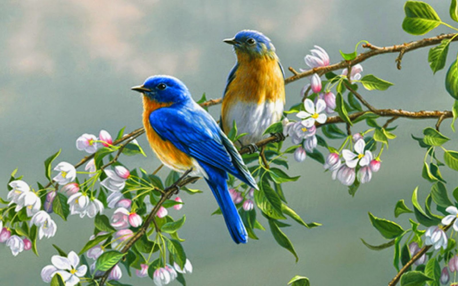 102 Wallpaper Gambar Unggas Gratis