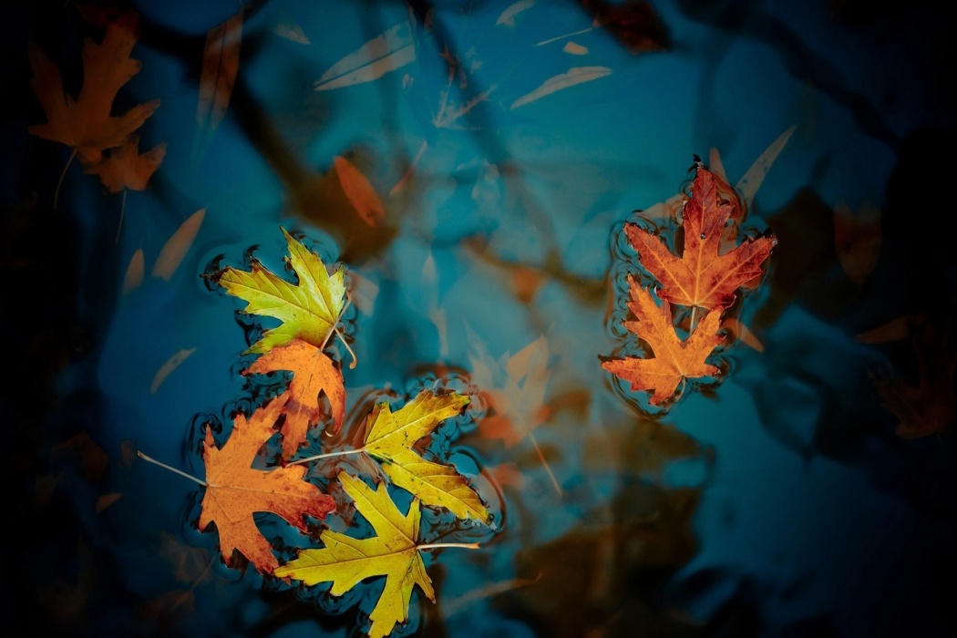 Maple Leaves Drowning In Water - Autumn Leaves - HD Wallpaper 